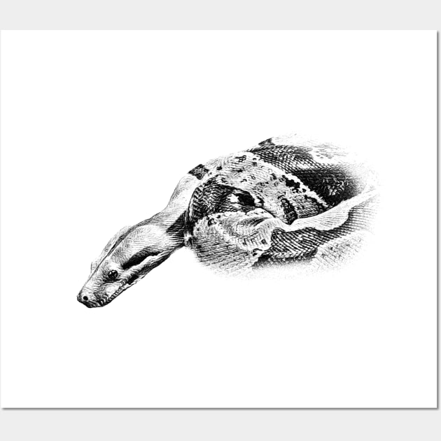 Boa constrictor Wall Art by Guardi